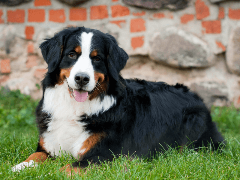 もともとの犬の画像