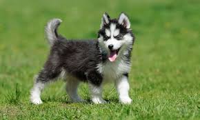 もともとの犬の画像