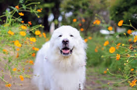 もともとの犬の画像