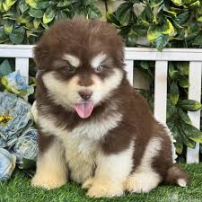 もともとの犬の画像